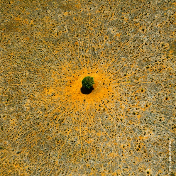 Guerlain Aqua Allegoria Mandarine Basilic – Image 5