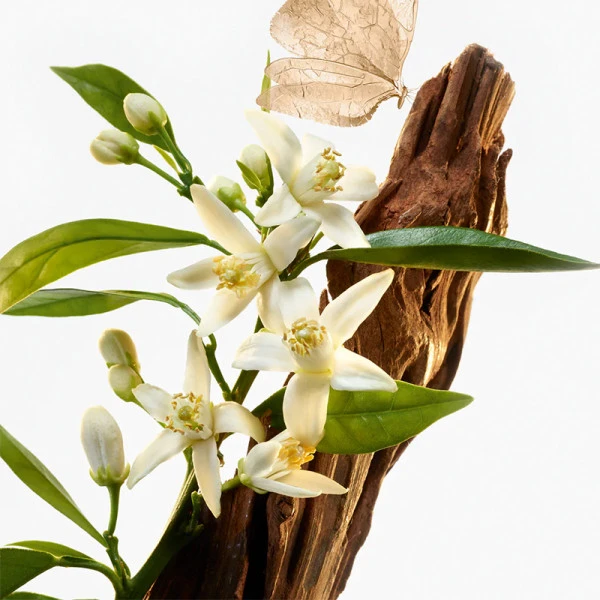 Le Temps Des Réves – Image 2