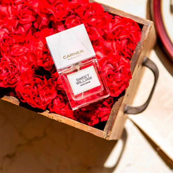 Sweet William – Image 2